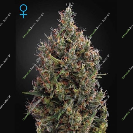 Big Bang Auto Feminized Marijuana Strain by Greenhouse Seeds For Sale Online at Cannabis Seeds Outlet