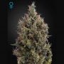 Big Bang Auto Feminized Marijuana Strain by Greenhouse Seeds For Sale Online at Cannabis Seeds Outlet