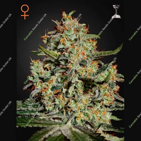 Big Bang Feminized Marijuana Strain by Greenhouse Seeds For Sale Online at Cannabis Seeds Outlet