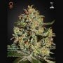 Big Bang Feminized Marijuana Strain by Greenhouse Seeds For Sale Online at Cannabis Seeds Outlet