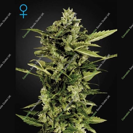 Bomb Auto Feminized Marijuana Strain by Greenhouse Seeds For Sale Online at Cannabis Seeds Outlet