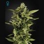Bomb Auto Feminized Marijuana Strain by Greenhouse Seeds For Sale Online at Cannabis Seeds Outlet