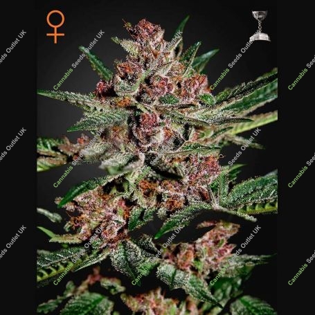 Bubba Kush Feminized Marijuana Strain by Greenhouse Seeds For Sale Online at Cannabis Seeds Outlet