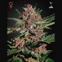 Bubba Kush Feminized Marijuana Strain by Greenhouse Seeds For Sale Online at Cannabis Seeds Outlet