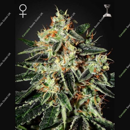 Cheese Feminized Marijuana Strain by Greenhouse Seeds For Sale Online at Cannabis Seeds Outlet