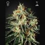 Cheese Feminized Marijuana Strain by Greenhouse Seeds For Sale Online at Cannabis Seeds Outlet