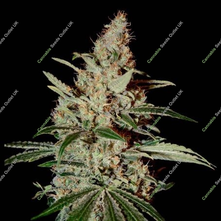 Chemdog Feminized Marijuana Strain by Greenhouse Seeds For Sale Online at Cannabis Seeds Outlet