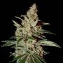 Chemdog Feminized Marijuana Strain by Greenhouse Seeds For Sale Online at Cannabis Seeds Outlet