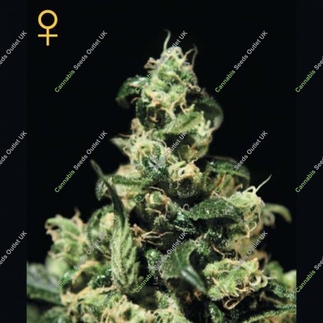Dam Sour Feminized Marijuana Strain by Greenhouse Seeds For Sale Online at Cannabis Seeds Outlet