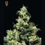 Dam Sour Feminized Marijuana Strain by Greenhouse Seeds For Sale Online at Cannabis Seeds Outlet
