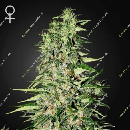 Diamond Girl Feminized Marijuana Strain by Greenhouse Seeds For Sale Online at Cannabis Seeds Outlet