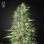 Diamond Girl Feminized Marijuana Strain by Greenhouse Seeds For Sale Online at Cannabis Seeds Outlet