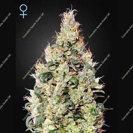Exodus Cheese Auto CBD Feminized Marijuana Strain by Greenhouse Seeds For Sale Online at Cannabis Seeds Outlet