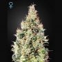 Exodus Cheese Auto CBD Feminized Marijuana Strain by Greenhouse Seeds For Sale Online at Cannabis Seeds Outlet