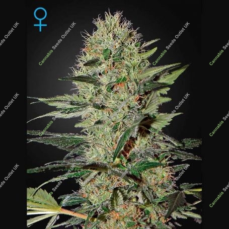 Exodus Cheese Auto Feminized Marijuana Strain by Greenhouse Seeds For Sale Online at Cannabis Seeds Outlet