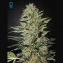 Exodus Cheese Auto Feminized Marijuana Strain by Greenhouse Seeds For Sale Online at Cannabis Seeds Outlet