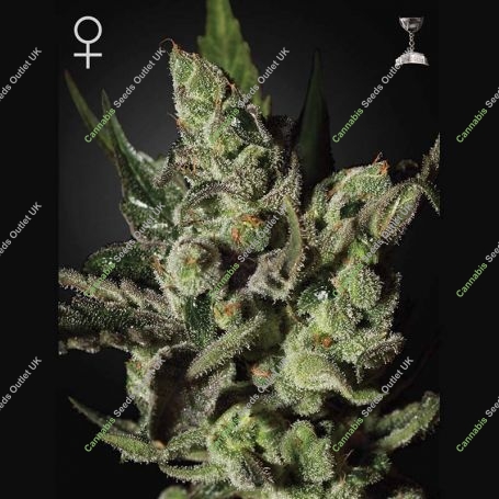Exodus Cheese Feminized Marijuana Strain by Greenhouse Seeds For Sale Online at Cannabis Seeds Outlet