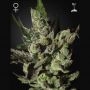 Exodus Cheese Feminized Marijuana Strain by Greenhouse Seeds For Sale Online at Cannabis Seeds Outlet