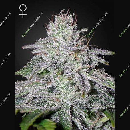Francos Lemon Cheese Feminized Marijuana Strain by Greenhouse Seeds For Sale Online at Cannabis Seeds Outlet