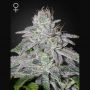 Francos Lemon Cheese Feminized Marijuana Strain by Greenhouse Seeds For Sale Online at Cannabis Seeds Outlet