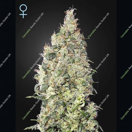 Great Marijuana Strain by Greenhouse Seeds For Sale Online at Cannabis Seeds Outlet