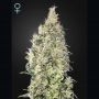 Great Marijuana Strain by Greenhouse Seeds For Sale Online at Cannabis Seeds Outlet