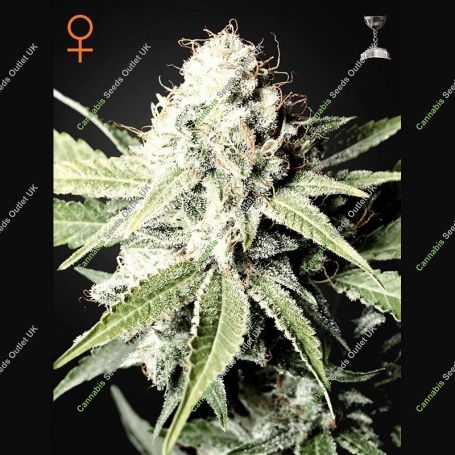 Great Marijuana Strain by Greenhouse Seeds For Sale Online at Cannabis Seeds Outlet