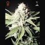 Great Marijuana Strain by Greenhouse Seeds For Sale Online at Cannabis Seeds Outlet