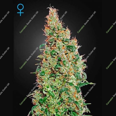 Green-o-matic Feminized Marijuana Strain by Greenhouse Seeds For Sale Online at Cannabis Seeds Outlet