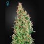 Green-o-matic Feminized Marijuana Strain by Greenhouse Seeds For Sale Online at Cannabis Seeds Outlet