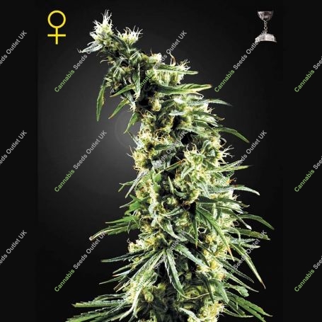 Hawaiian Snow Feminized Marijuana Strain by Greenhouse Seeds For Sale Online at Cannabis Seeds Outlet