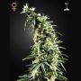 Hawaiian Snow Feminized Marijuana Strain by Greenhouse Seeds For Sale Online at Cannabis Seeds Outlet