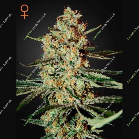 Himalaya Gold Feminized Marijuana Strain by Greenhouse Seeds For Sale Online at Cannabis Seeds Outlet