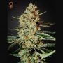 Himalaya Gold Feminized Marijuana Strain by Greenhouse Seeds For Sale Online at Cannabis Seeds Outlet