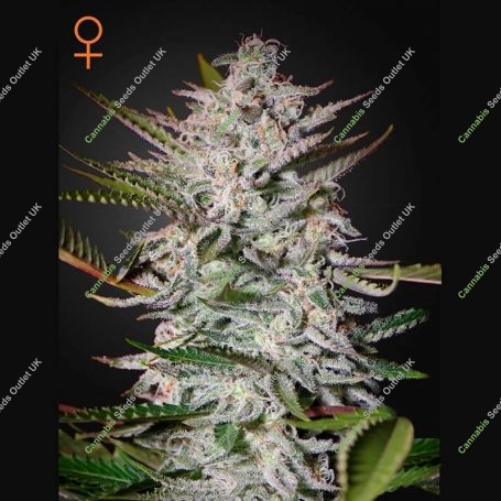 Holy Punch Feminized Marijuana Strain by Greenhouse Seeds For Sale Online at Cannabis Seeds Outlet