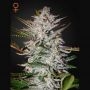 Holy Punch Feminized Marijuana Strain by Greenhouse Seeds For Sale Online at Cannabis Seeds Outlet