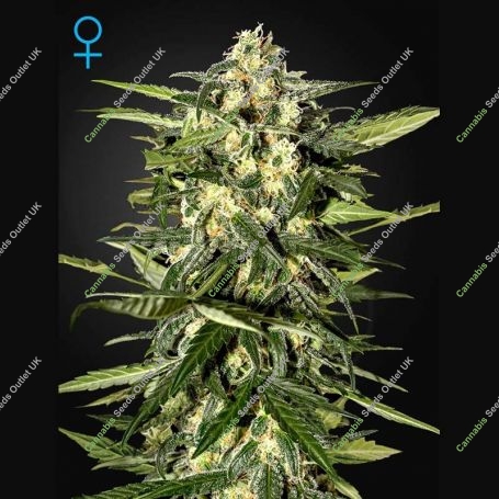 Jack Herer Auto Feminized Marijuana Strain by Greenhouse Seeds For Sale Online at Cannabis Seeds Outlet