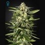 Jack Herer Auto Feminized Marijuana Strain by Greenhouse Seeds For Sale Online at Cannabis Seeds Outlet