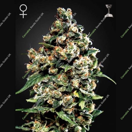 Jack Herer Feminized Marijuana Strain by Greenhouse Seeds For Sale Online at Cannabis Seeds Outlet