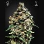 Jack Herer Feminized Marijuana Strain by Greenhouse Seeds For Sale Online at Cannabis Seeds Outlet
