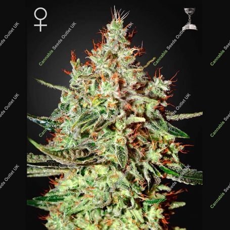 K Train Feminized Marijuana Strain by Greenhouse Seeds For Sale Online at Cannabis Seeds Outlet