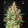 K Train Feminized Marijuana Strain by Greenhouse Seeds For Sale Online at Cannabis Seeds Outlet