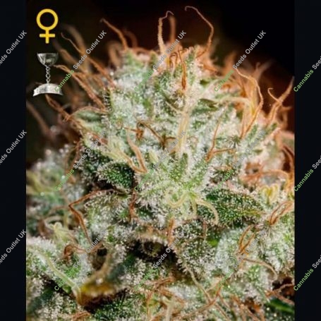Kaia Kush Feminized Marijuana Strain by Greenhouse Seeds For Sale Online at Cannabis Seeds Outlet
