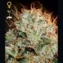 Kaia Kush Feminized Marijuana Strain by Greenhouse Seeds For Sale Online at Cannabis Seeds Outlet