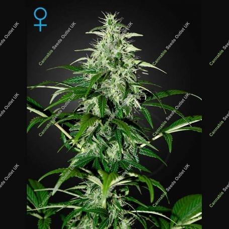 Kalashnikova Auto Feminized Marijuana Strain by Greenhouse Seeds For Sale Online at Cannabis Seeds Outlet