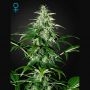 Kalashnikova Auto Feminized Marijuana Strain by Greenhouse Seeds For Sale Online at Cannabis Seeds Outlet