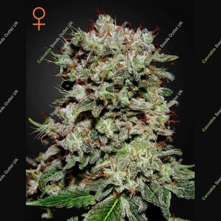 Kalashnikova Feminized Marijuana Strain by Greenhouse Seeds For Sale Online at Cannabis Seeds Outlet