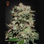 Kalashnikova Feminized Marijuana Strain by Greenhouse Seeds For Sale Online at Cannabis Seeds Outlet