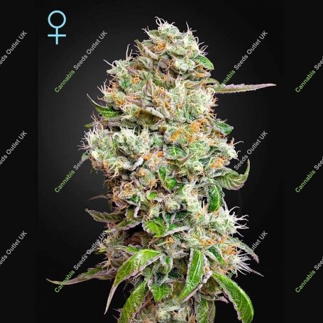 Kings Kush Auto CBD Feminized Marijuana Strain by Greenhouse Seeds For Sale Online at Cannabis Seeds Outlet
