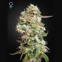 Kings Kush Auto CBD Feminized Marijuana Strain by Greenhouse Seeds For Sale Online at Cannabis Seeds Outlet
